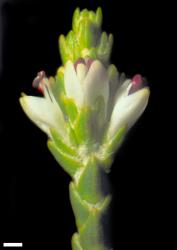 Veronica tetragona subsp. tetragona. Terminal inflorescence and flowers. Scale = 1 mm.
 Image: W.M. Malcolm © Te Papa CC-BY-NC 3.0 NZ